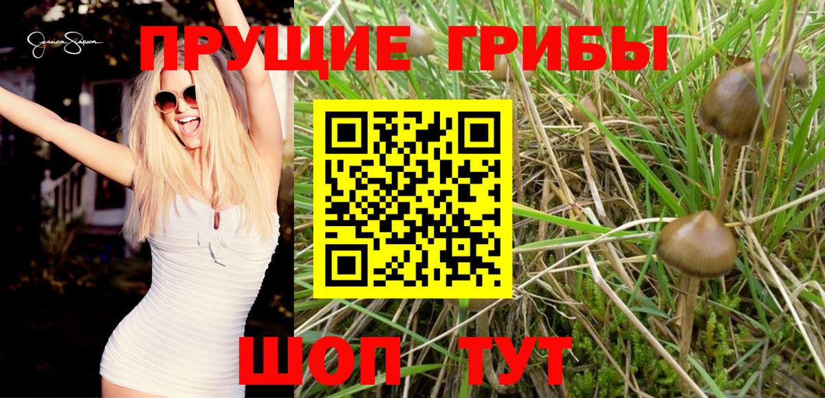Псилоцибиновые грибы мицелий Коряжма